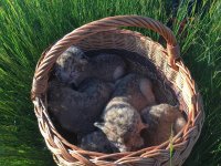 � ������ - ����� �� ���������� ������� �� ���� ��������� 8 ������������� ����� (����)
