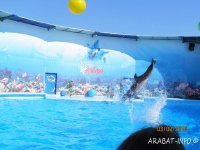 5 �������� ����������� "�����" �� ���������� ������� ���������� ������ ���� ������������� �����