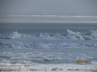 30.01.2017 �������� ���� �� ���������� �������  �������� (���� � �����)